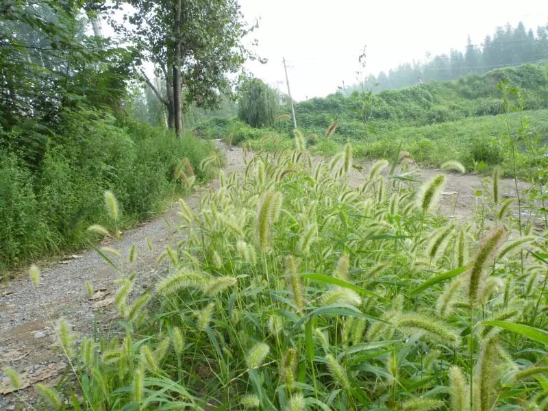 强大功效很少人知道!_草本植物