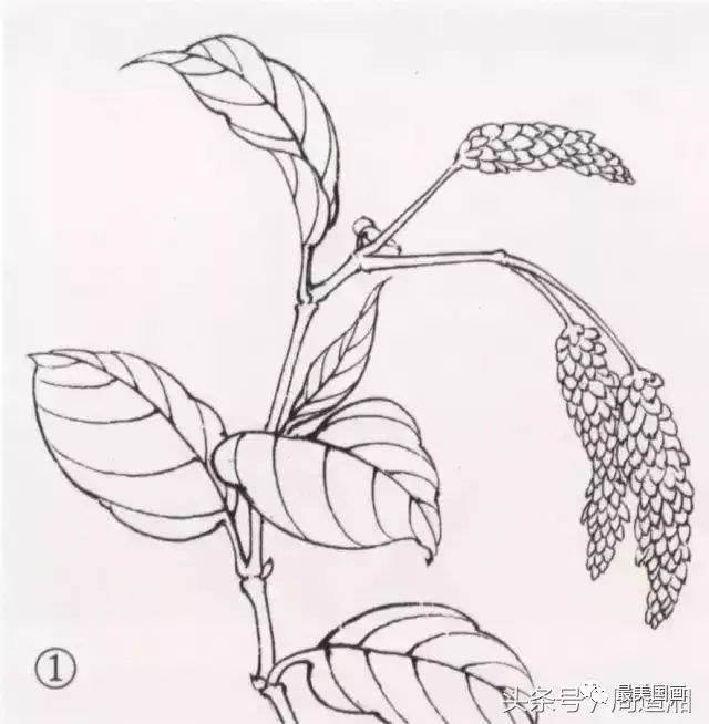 简笔画红蓼花图片