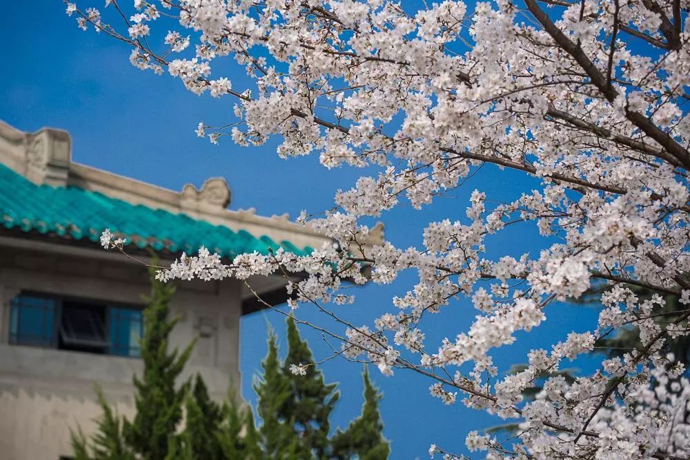 武汉大学樱花到了三四月份,在春光明媚的大好日子里,她们精心打扮一番