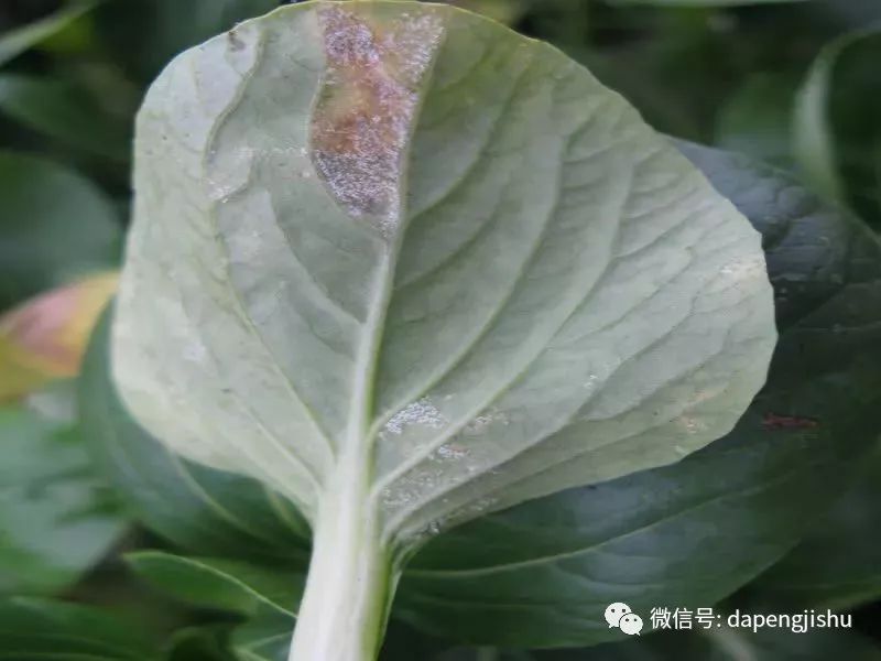 灰霉霜霉绵霉青霉蔬菜各种霉病大梳理