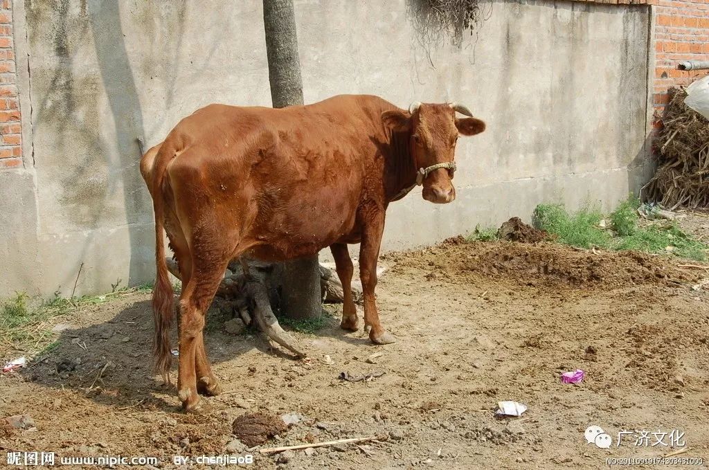 【人间百态】舒忠民:怀念记工分年代,我放的那头黑黄牯牛