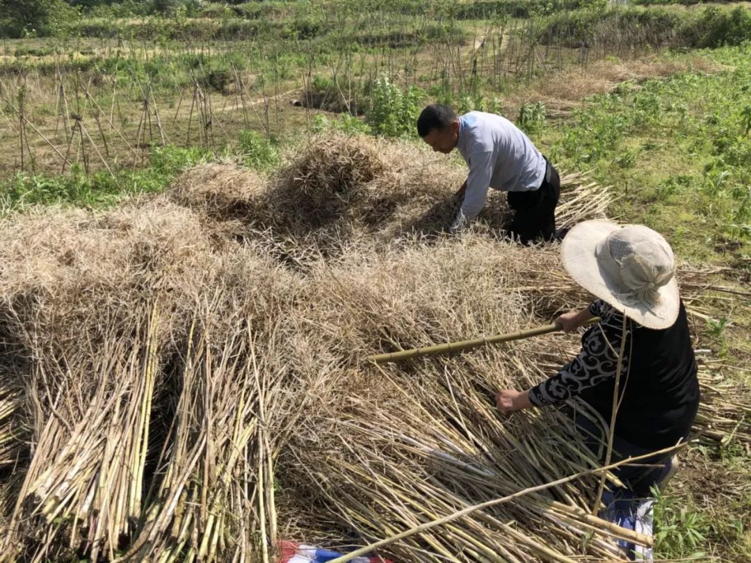 又到收油菜籽的季節茶陵人這些景象你還記得嗎