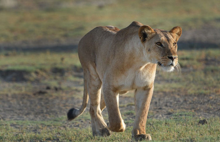 角马偷亲母狮子代价是付出了生命