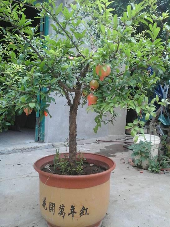 ʯ޼1޼С,辰,Ӷִ