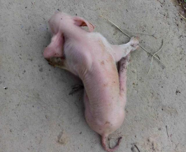 吃奶的小猪后腿发抖站不稳是什么原因?主要有两点