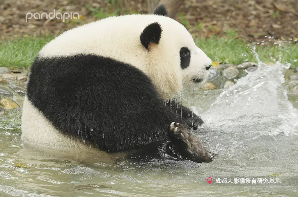 母親節| 送麻麻這個,保證抱親親還舉高高!_熊貓