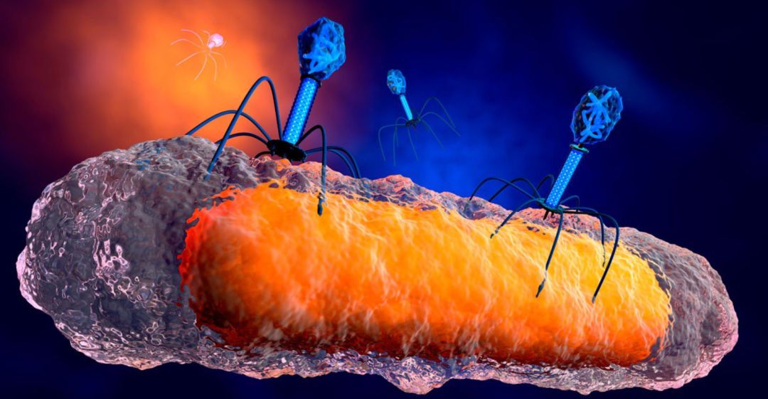 噬菌体侵染细菌图片