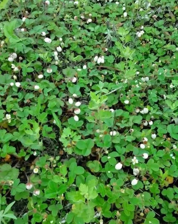 宁强的"泡儿"已经黄了!_吃法