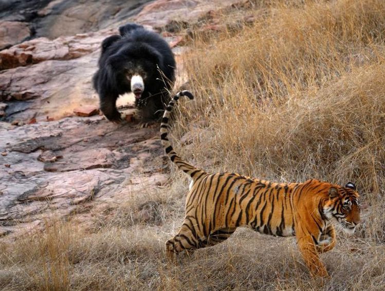 老虎遇上熊:结果落荒而逃!