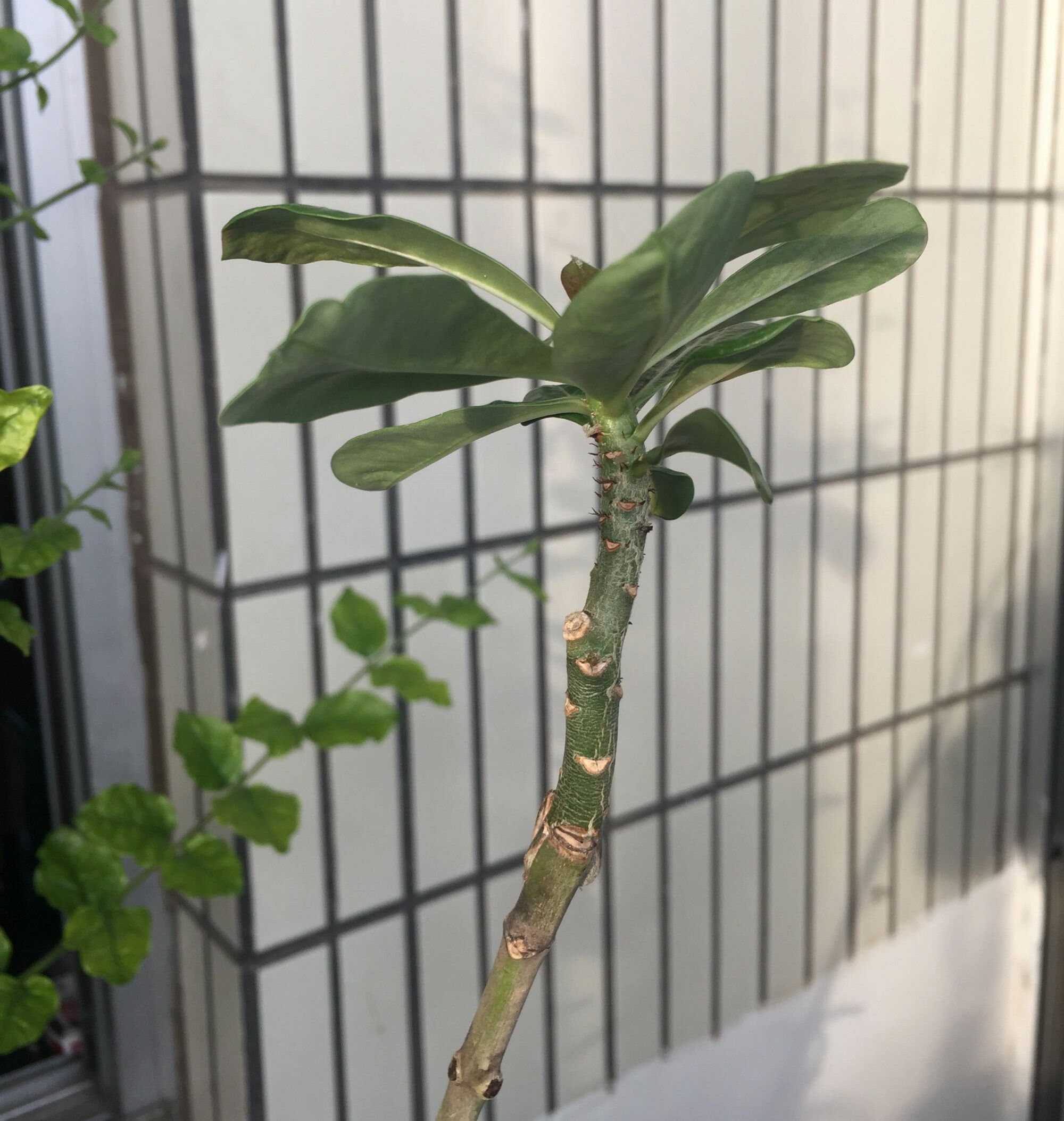 原创夹竹桃可以嫁接沙漠玫瑰吗可以让你长长见识