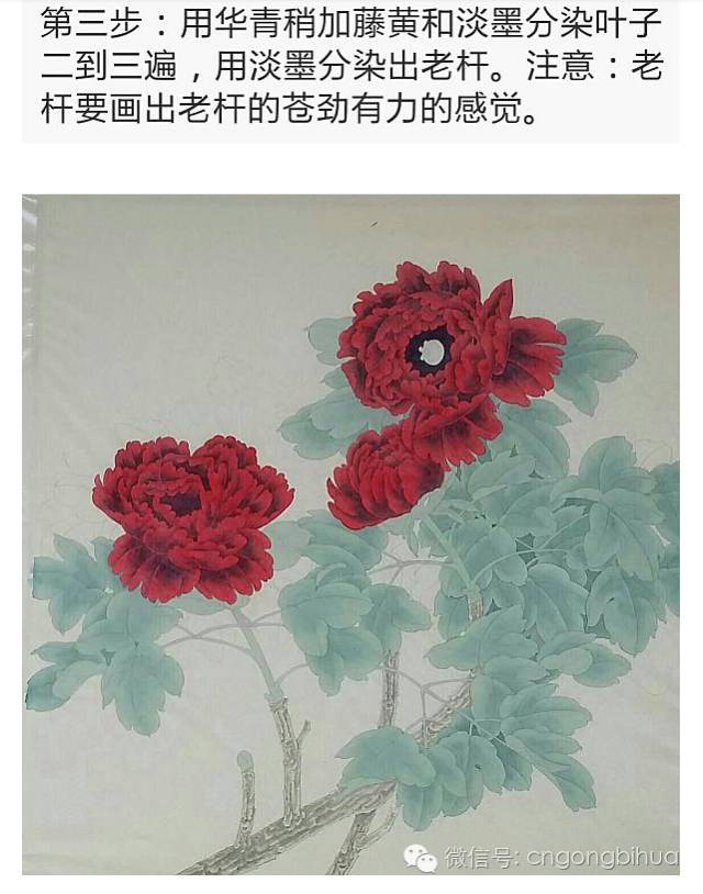 玫瑰红牡丹工笔步骤画图片