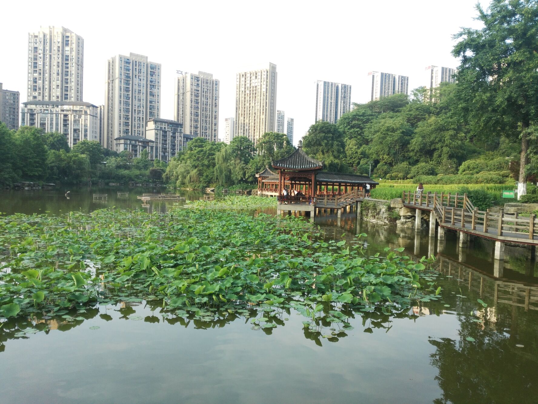 重庆最大的公园图片