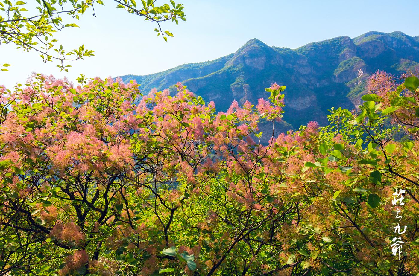 黄栌花壁纸图片