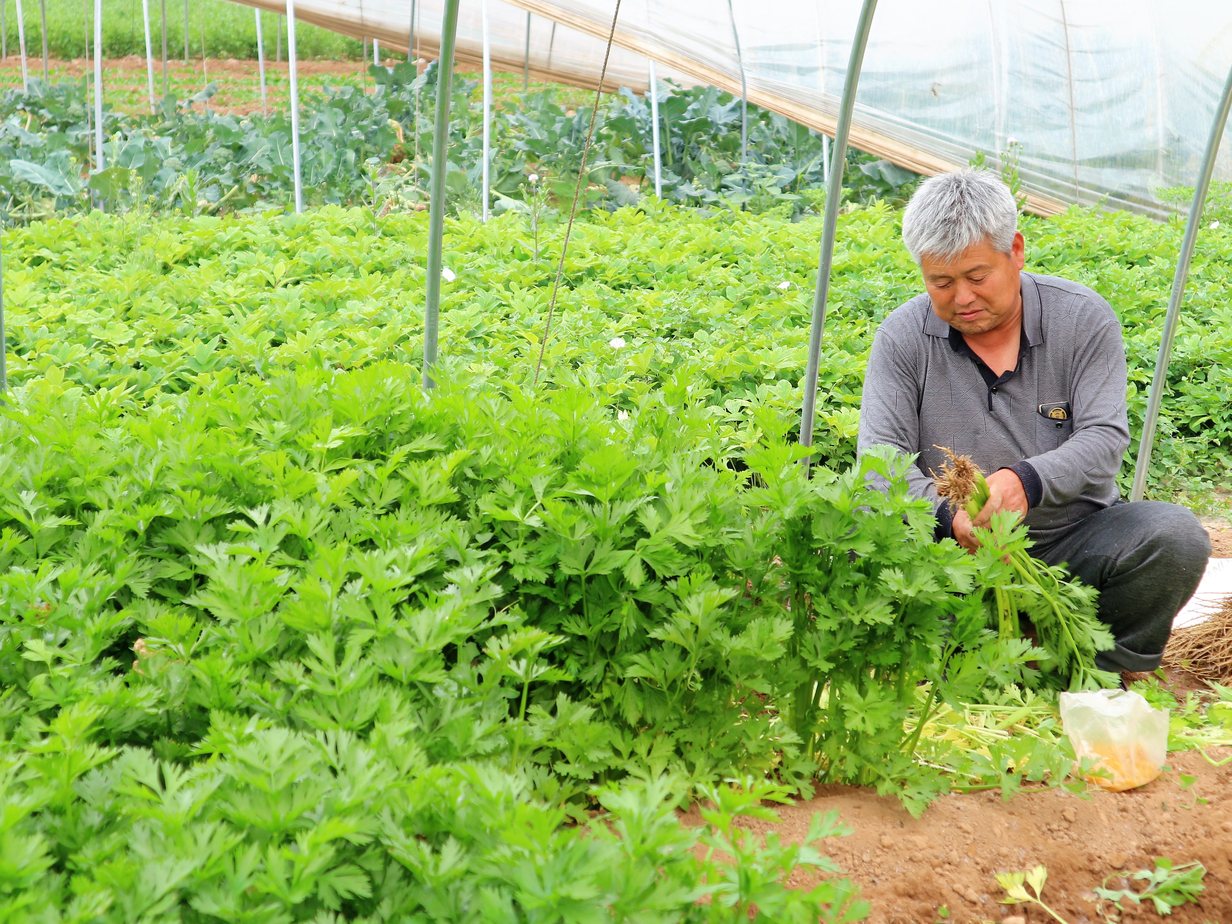 66岁农村老人种植一种蔬菜一年种三茬2亩收入53000元