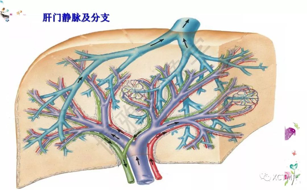 肝臟分葉分段的影像學解剖