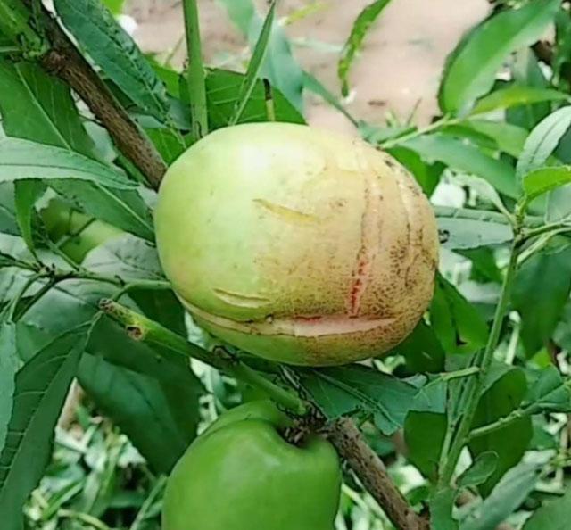 樱桃油桃葡萄等果树裂果究竟是怎么回事该如何进行预防呢