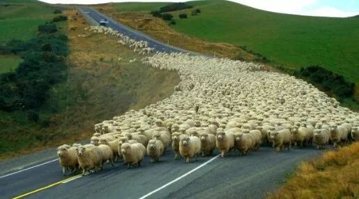 就连地理从来没有及格过的小编都知道: 平均每个人有9—10只羊 全世界