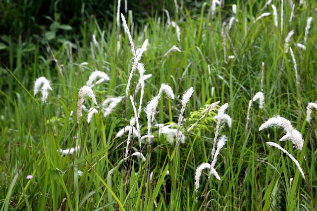 长得像折耳根,味道却似甘蔗,过去农村娃当零食吃,遇到请珍惜_茅草根