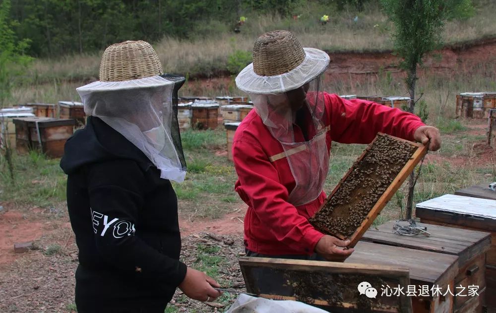 第五届中国61沁水槐花蜜蜂文化旅游节开幕!_郑庄镇