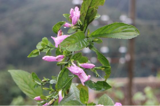 一棵神奇的植物,600年前,文山瑶族就开始用它来做染料