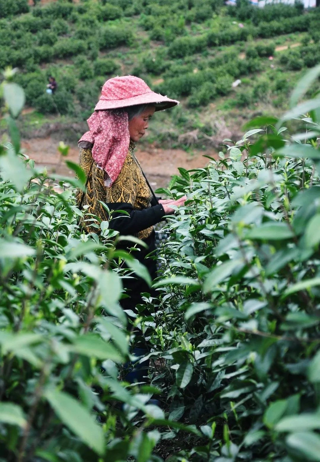 永州原创江华苦茶