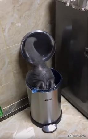 黑猫倒头栽钻垃圾桶屁股有图案,网友起鸡皮:只有我看到吗?