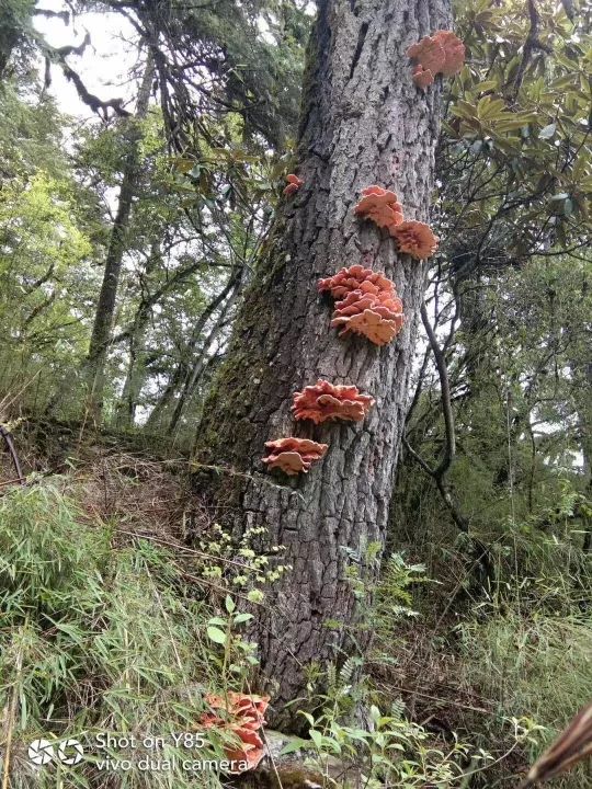 康定红菌子图片