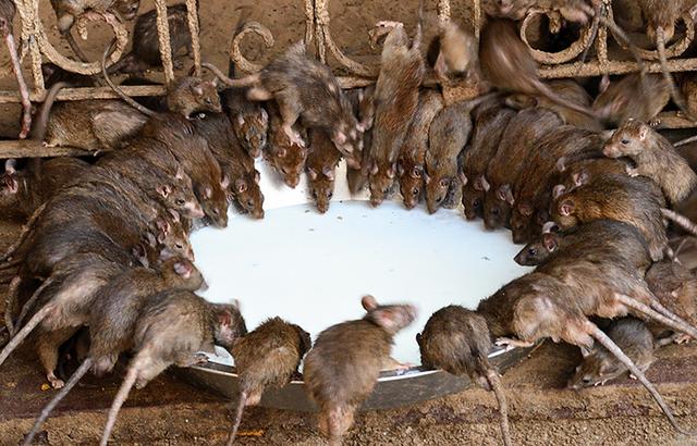 印度鼠疫大流行图片