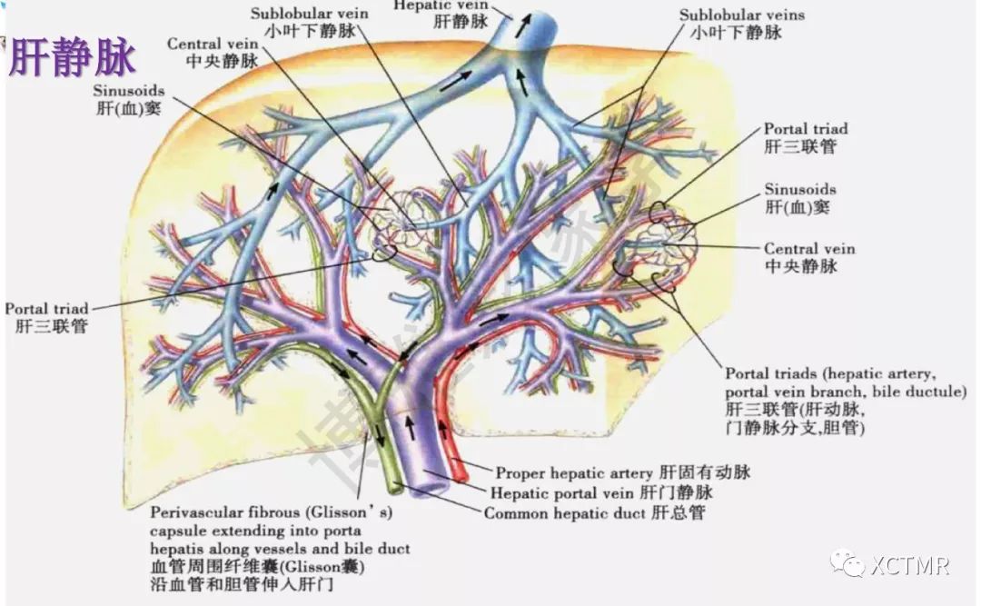 肝臟分葉分段的影像學解剖