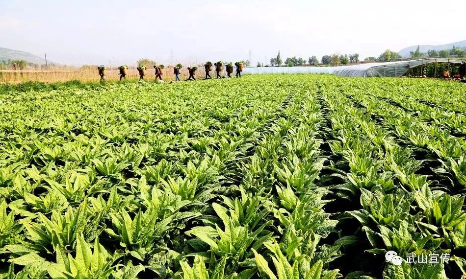 武山莴笋新鲜上市,网络销售模式全面开启!_种植