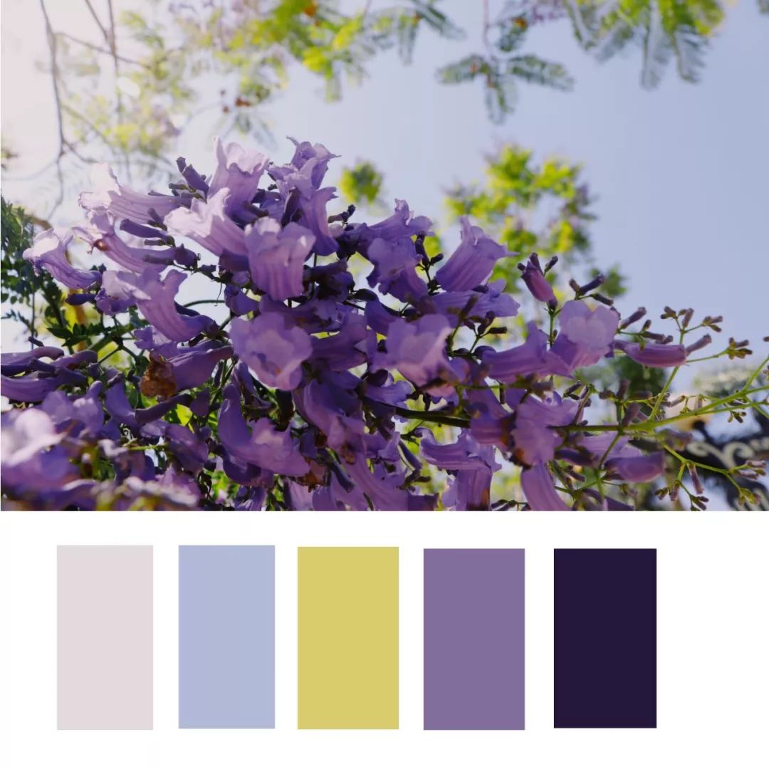 攀大园系专属色卡这是什么神仙配色