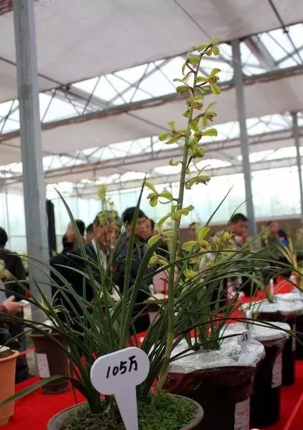 一棵多肉130万,这些不起眼的花花草草竟这么值钱