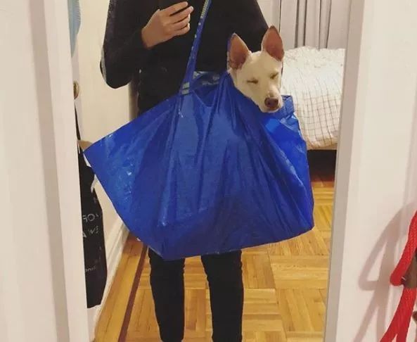 儿子只能被放进刚买的购物袋里,但没想到它爱上了这个蓝袋子,每天出门