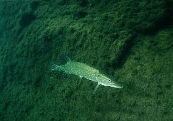 金环,显示这条鱼是沙皇鲍里斯费多罗维奇(1598～1605年在位)放生的