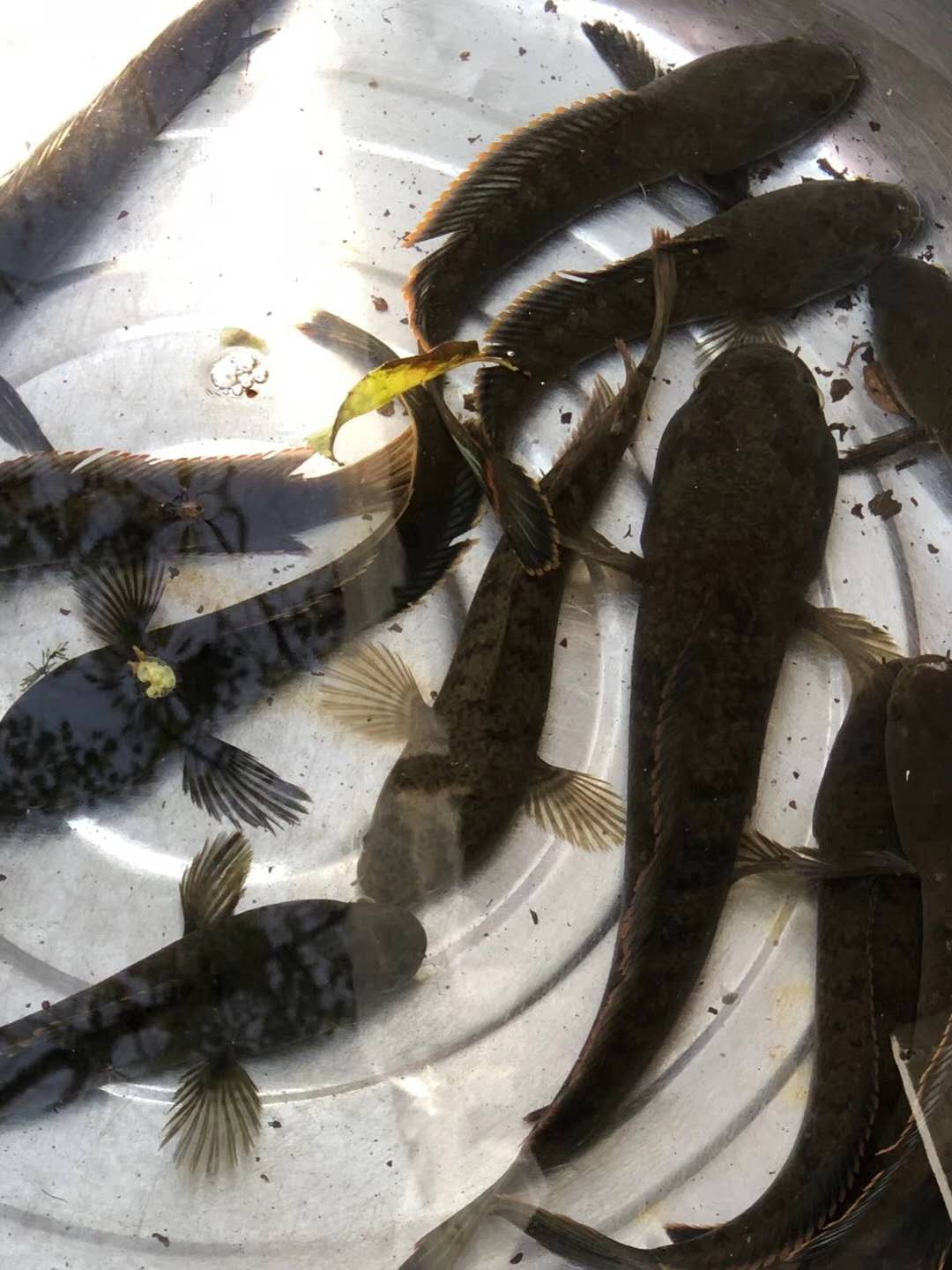 【镜游天下】黑鱼河里水不黑,鱼黑!