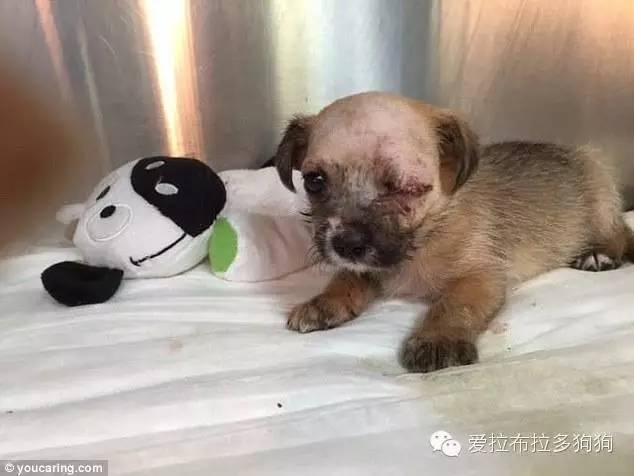 一只特殊的小狗,成为瞎了一只眼女子最大的精神支柱