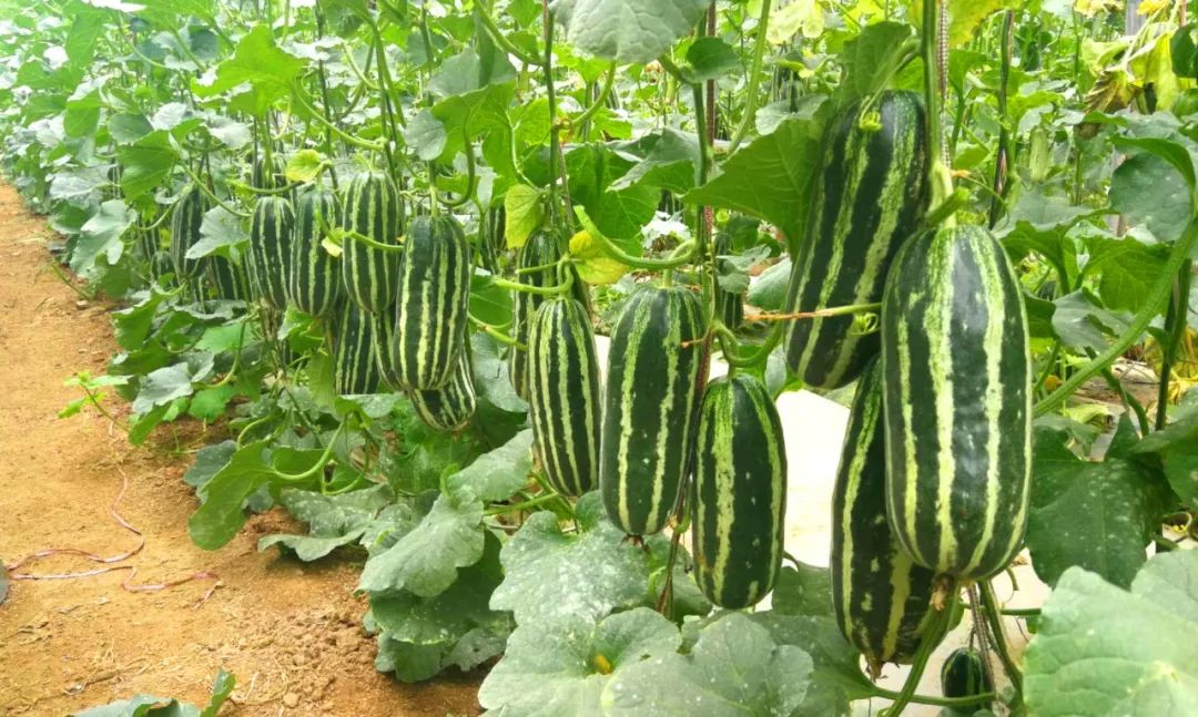 摘草莓摘香瓜靖边的吃货们还不赶快来这个采摘园周末约起来