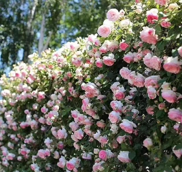 原创无锡网红花墙成旅游打卡圣地400米蔷薇花海让人流连忘返