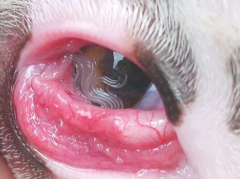 狗狗眼线虫症状图片
