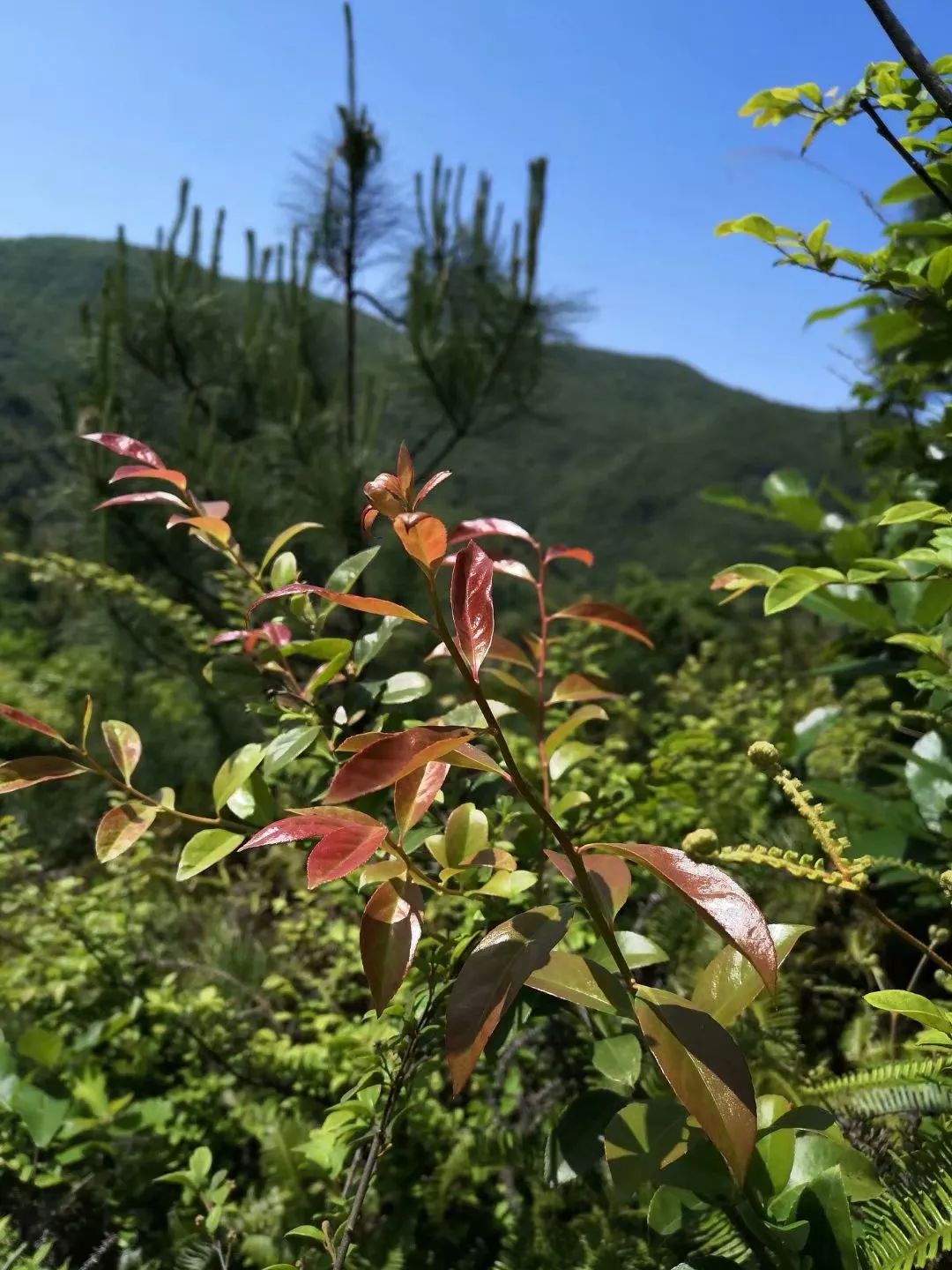 今日|四月初八(附台州小吃:乌饭麻糍)