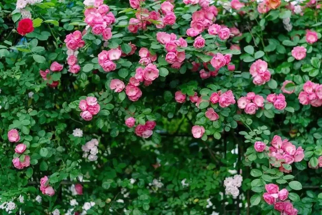 惊艳西安这些刷爆朋友圈的蔷薇花海分分钟让你拍出大片感