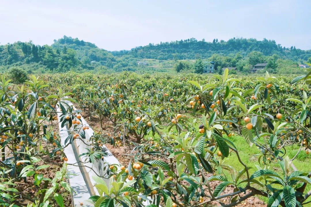 图源 | 合川旅游另外古楼附近的净音寺,东风水库,枇杷生态动物园也