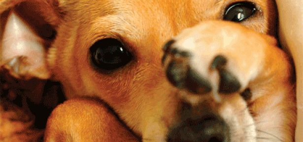 狗狗害羞捂眼睛可能另有原因