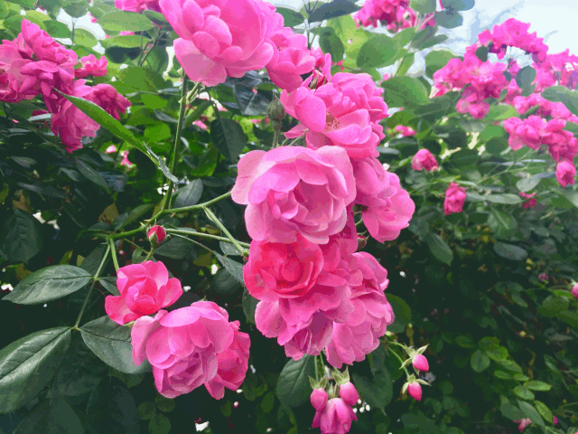 蔷薇花〗唐·杜牧朵朵精神叶叶柔,雨晴香指醉人头.石家锦帐依然在?