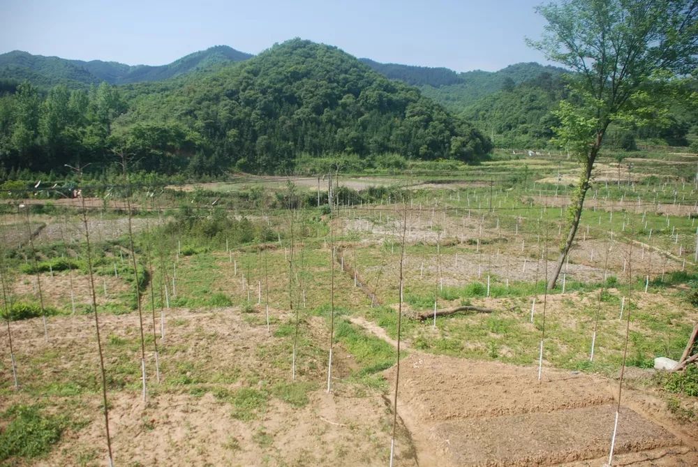 城事新縣沙窩鎮開展逐村觀摩整鄉推進活動