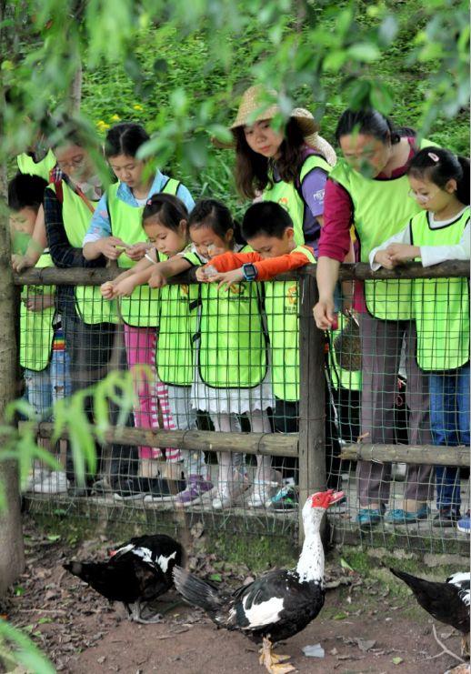 逛菜园挖土豆喂小动物做环保贴画这个亲子活动很不一样