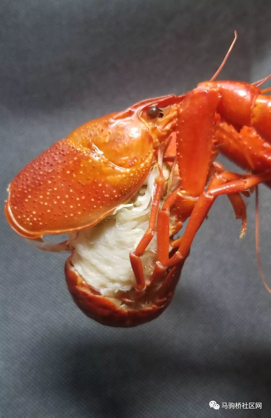 白腮的虾,干净的虾!