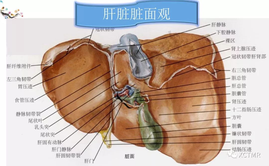 肝脏分叶分段的影像学解剖