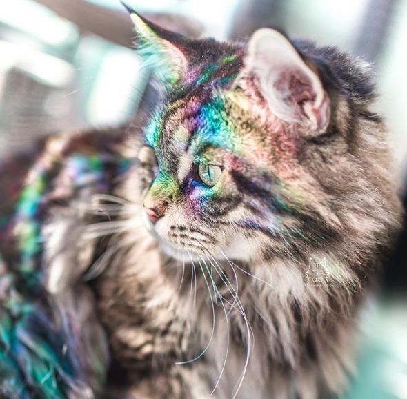 今天才知道猫最适合这种颜色!