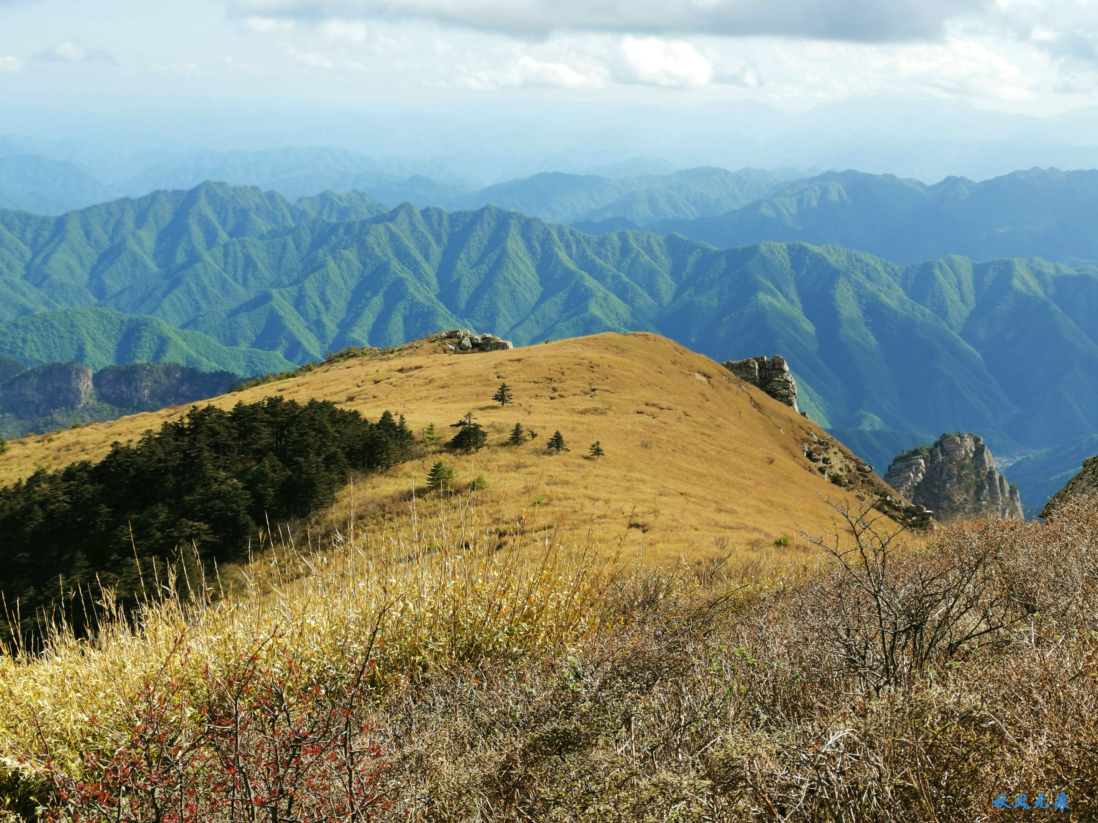 草甸杜鵑峻峰秦嶺山巔初夏聽風心曠神怡